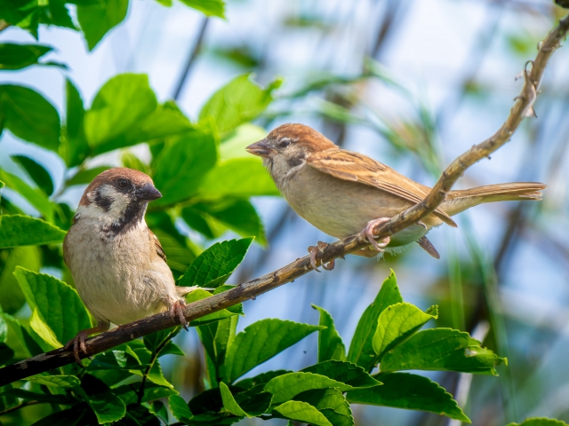 「小鳥遊」の名字は何と読む？由来と意味を分かりやすく解説